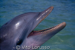 Dolphin by Vito Lorusso 